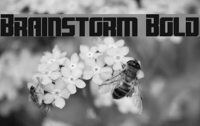 Brainstorm Bold Шрифта examples