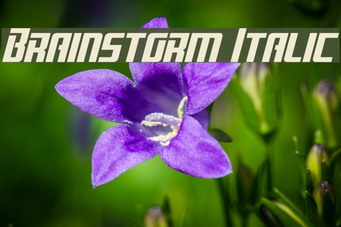 Brainstorm Italic Polices examples