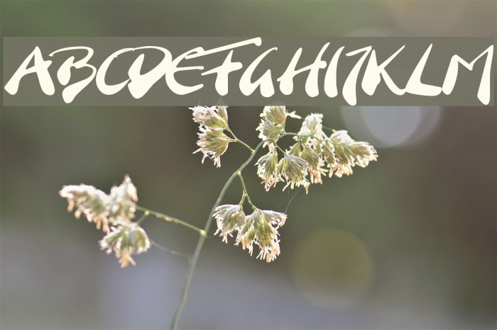 BranchingMouse Becker Font examples