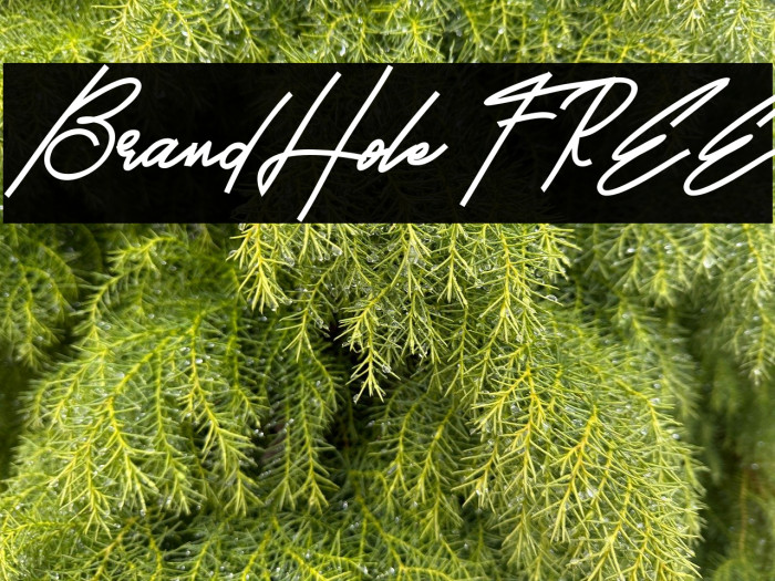 BrandHole FREE Example 1