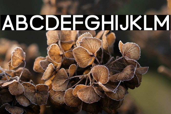 BrandingPro-Bold Example 1