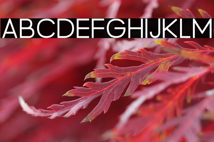 BrandingPro-Light Example 1