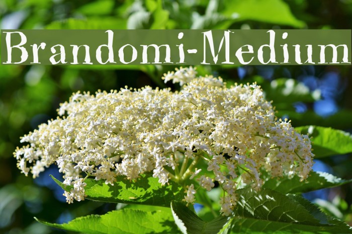 Brandomi-Medium Font examples