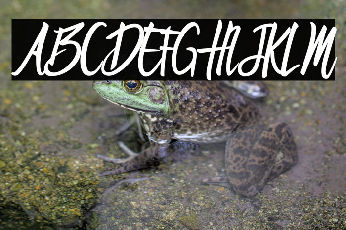 Brandon Regular Example 2