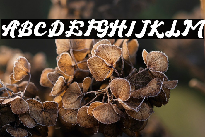 Brandy - Personal use Example 3