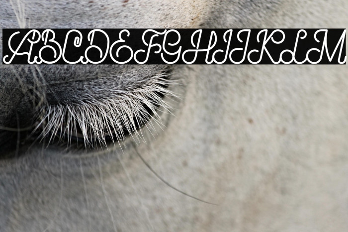 Brandy Script Example 1