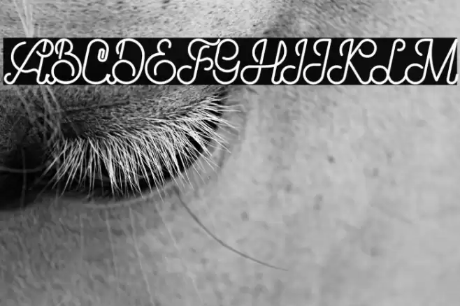 Brandy Script Font examples