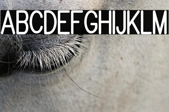 Brandy mono san typeface Example 2