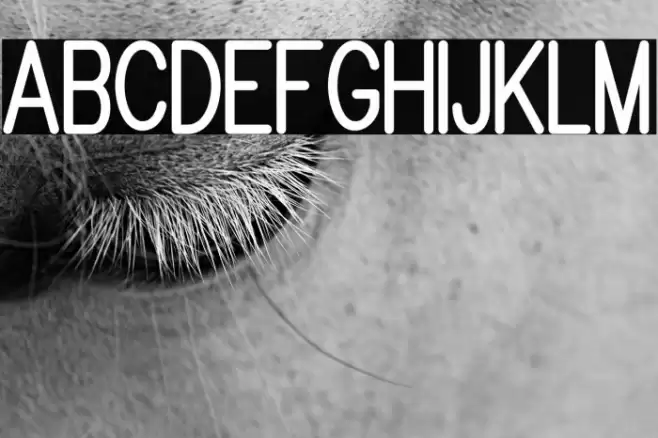 Brandy mono san typeface フォント examples