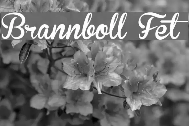 Brannboll Fet Font examples