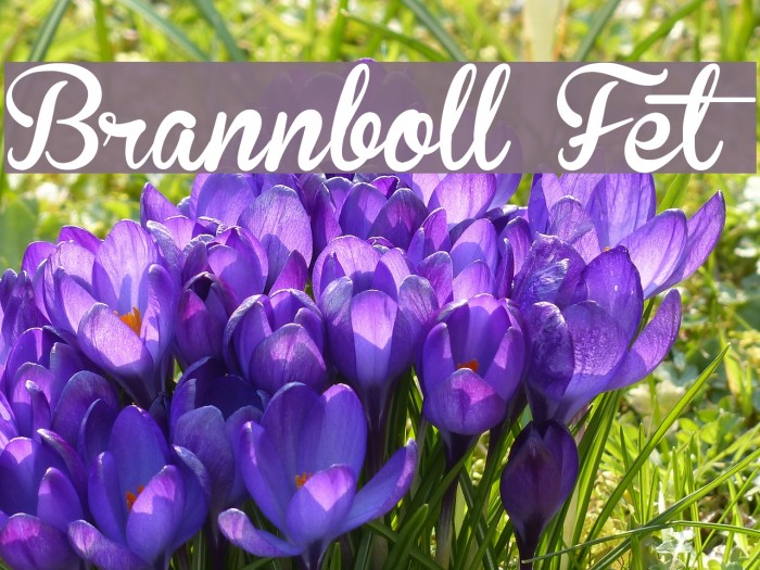 Brannboll Fet Font examples