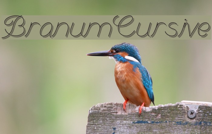 BranumCursive Font examples