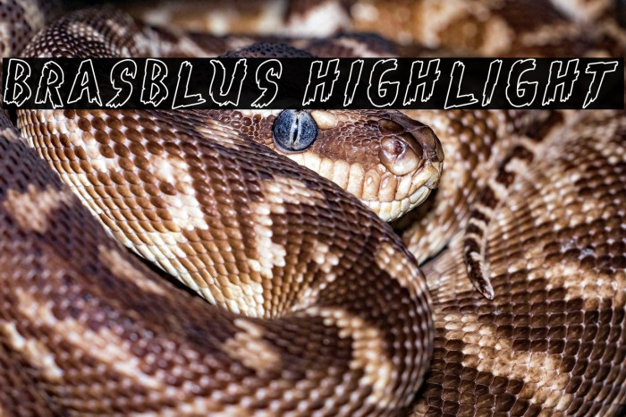 Brasblus Highlight Example 2