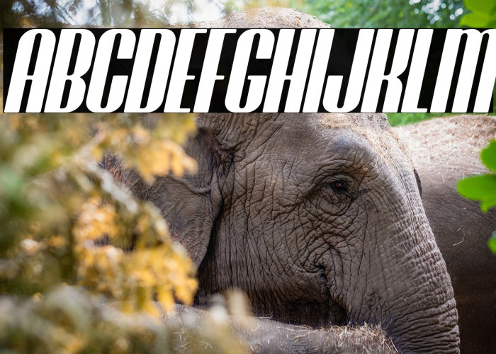 Brasham Rounded Italic Demo Rounded Italic Example 3