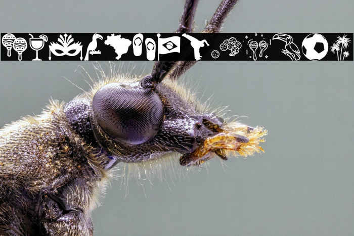 Brasil Icons Example 2