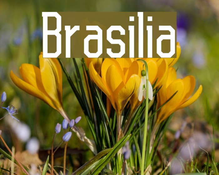 Brasilia Font examples