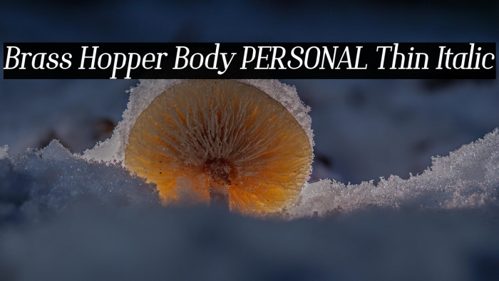 Brass Hopper Body PERSONAL Thin Italic Example 3