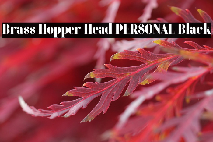 Brass Hopper Head PERSONAL Black Example 2