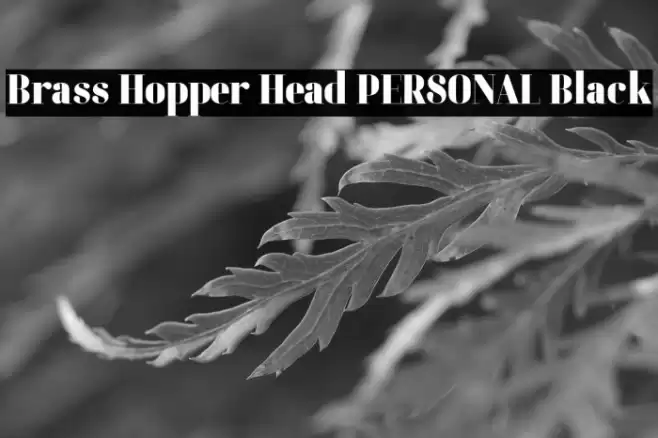 Brass Hopper Head PERSONAL Black Font examples