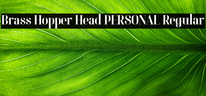 Brass Hopper Head PERSONAL Regular Example 3