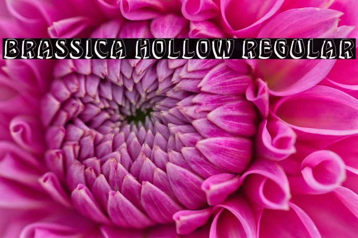 Brassica Hollow Regular Example 3