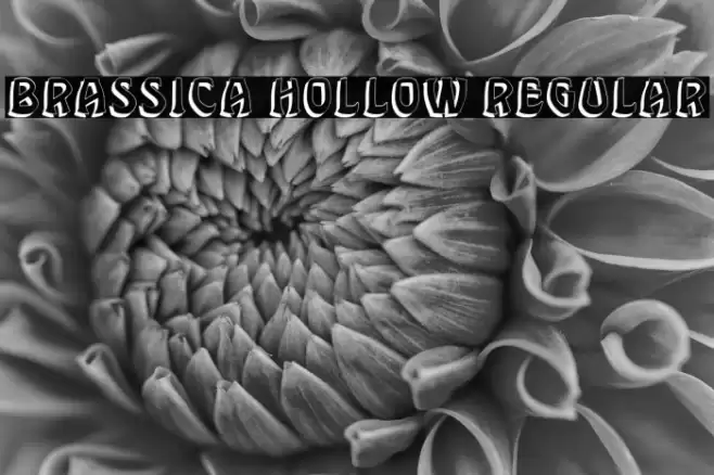 Brassica Hollow Regular Font examples