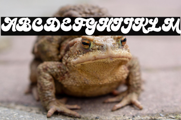 Bratsy Script Demo Reguler Example 1