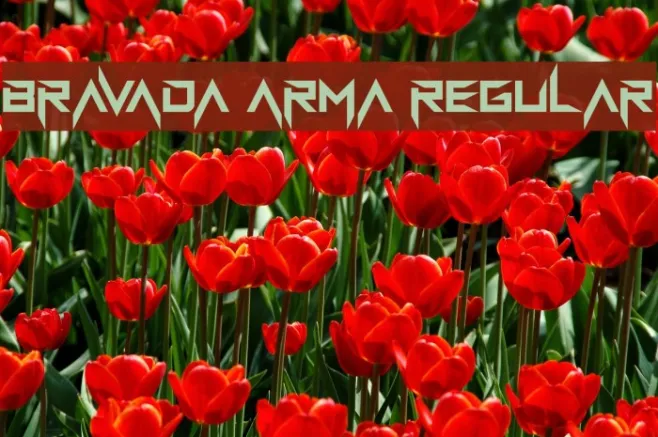 BravAda Arma Regular Example 2