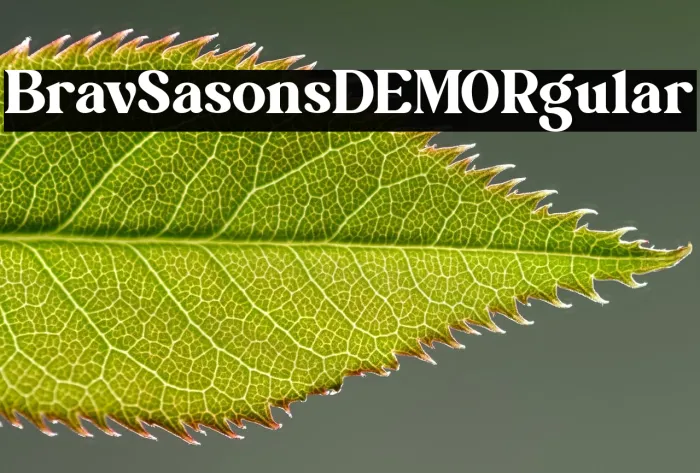 Brave Seasons DEMO Regular Example 1