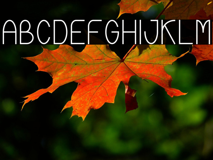 Braxline Narrow Example 3