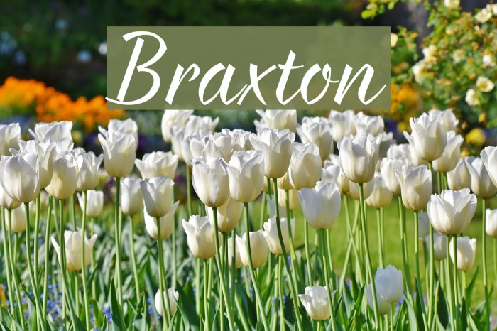 Braxton Font examples