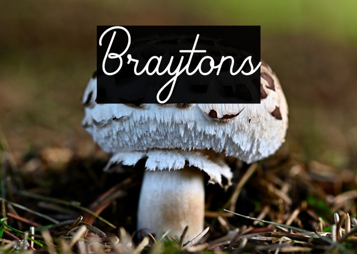 Braytons Font examples