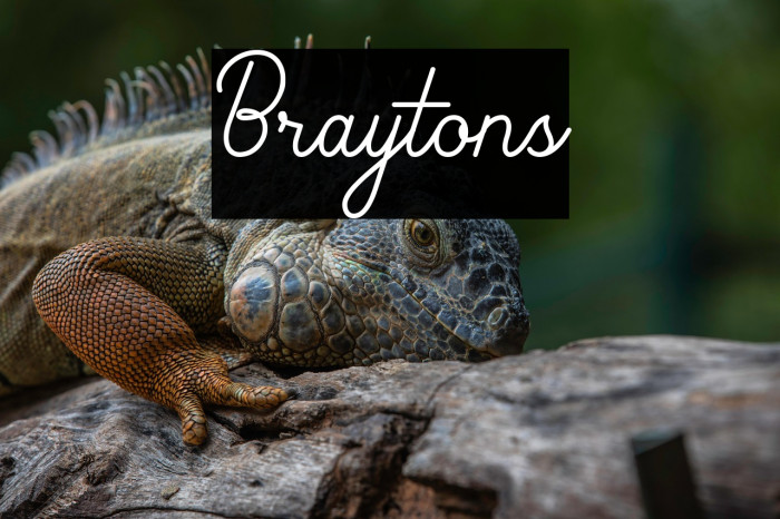 Braytons Font examples
