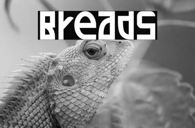 Breads Font examples