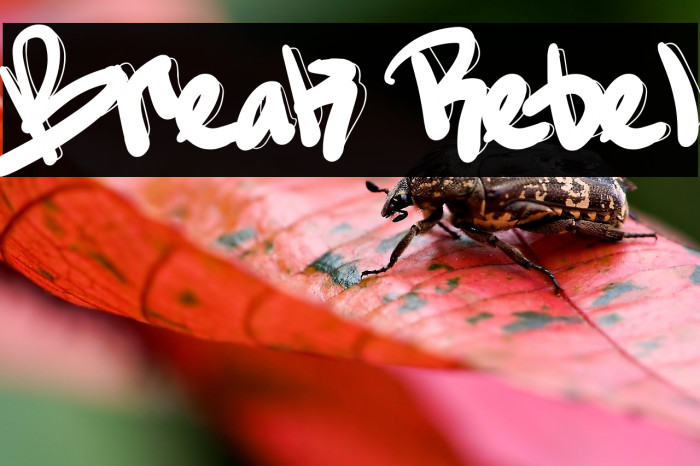 Break Rebel Example 1