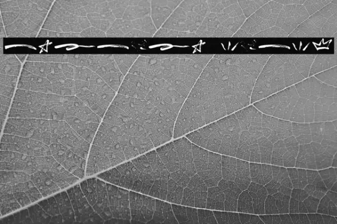 Breaker Swash Font examples