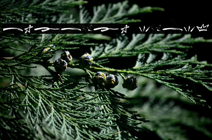 Breaker Swash Example 2