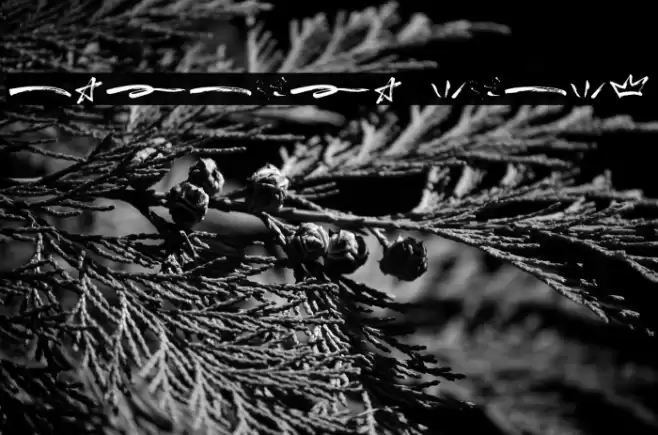 Breaker Swash Font examples