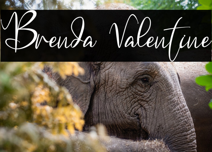 Brenda Valentine Example 2