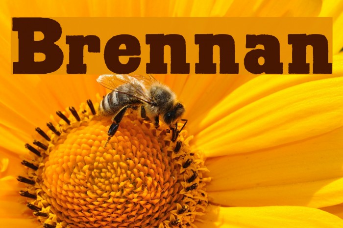 Brennan Font examples