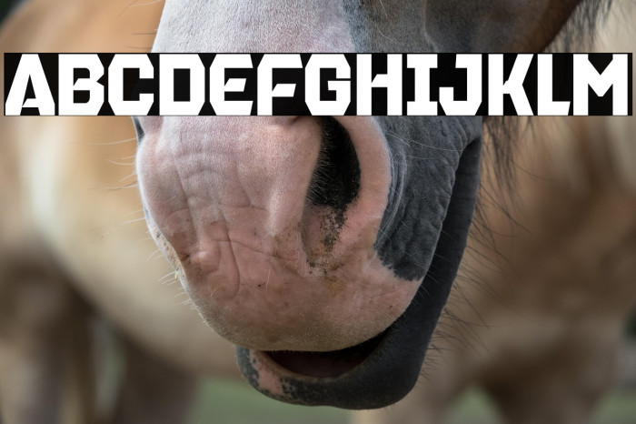 Brentford Block Personal Example 2