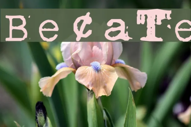 BrentonscrawlType Example 1