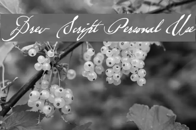 Brev Script Personal Use Font examples