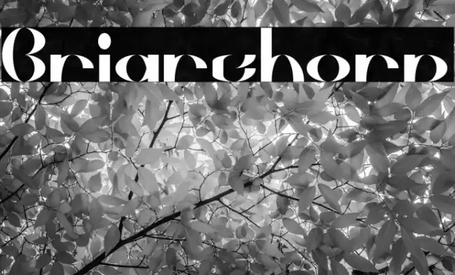 Briarthorn Font examples