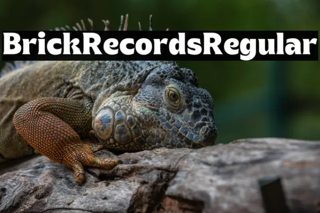 Brick Records Regular Example 3