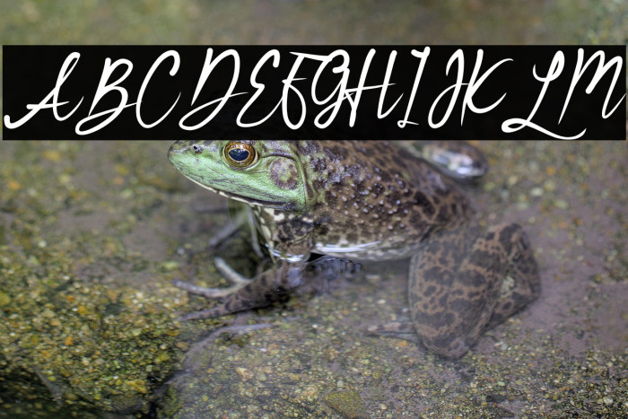 Bridesmaid Example 3