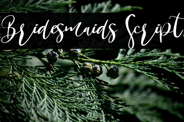 Bridesmaids Script Example 2