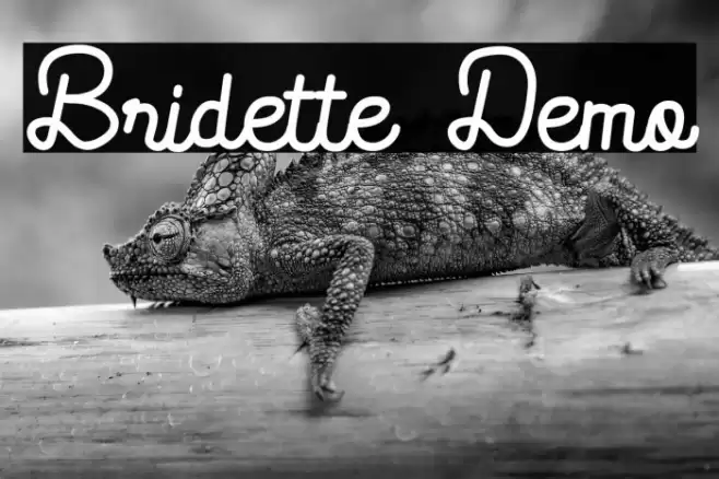Bridette Demo Polices examples