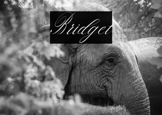 Bridget Font examples