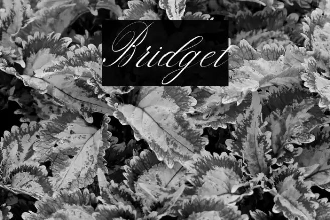 Bridget Font examples